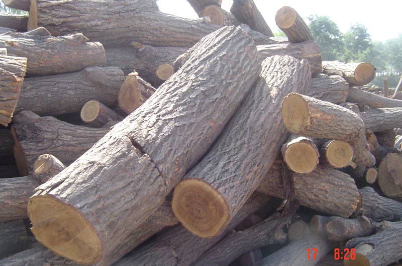 ����ԭľ��Ԕ��(x��)��B