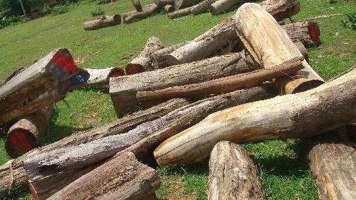 �c���鿴�t��֦2�Ŵ�DƬ