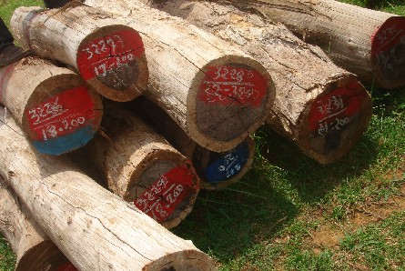 �c���鿴�t��֦1�Ŵ�DƬ