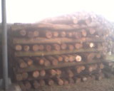 ɼԭľ��Ԕ��(x��)��B