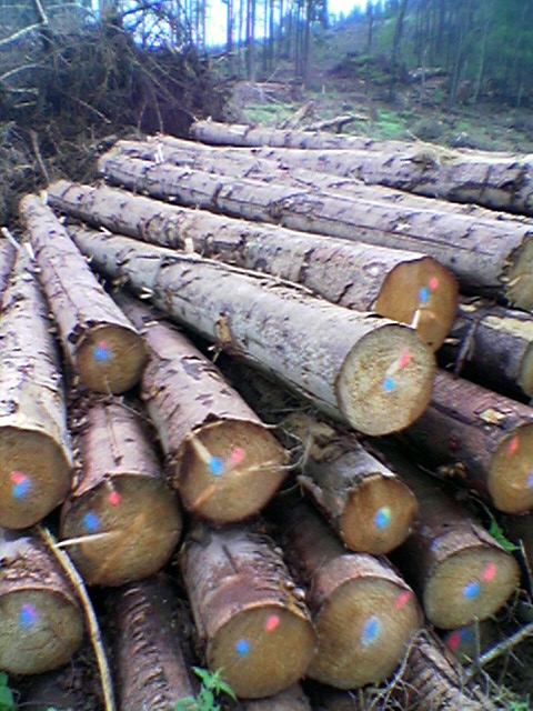 SPRUCE LOGS��Ԕ��(x��)��B