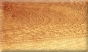 yellow birch��Ԕ��(x��)��B