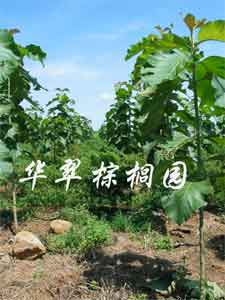 �c(di��n)���鿴��ľ���Ԕ��(x��)�Y��