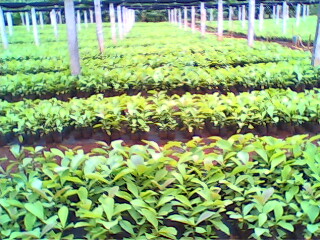 �c���鿴��ľ���Ԕ���Y��