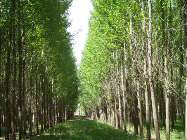 �c(di��n)���鿴��ľ�Ŵ�DƬ