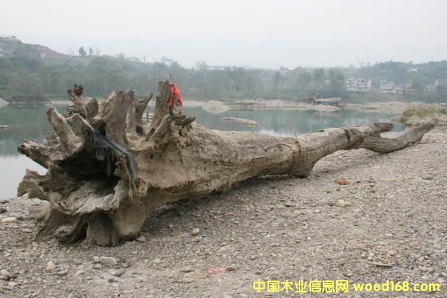 �c(di��n)���鿴��ľ��ǧ��ˮ��ľ���Ŵ�DƬ