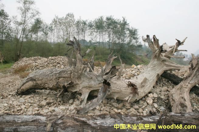 �c(di��n)���鿴��ľ��ǧ��ˮ��ľ���Ŵ�DƬ