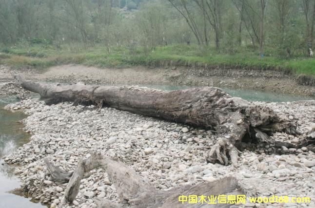 �c(di��n)���鿴��ľ��ǧ��ˮ��ľ���Ŵ�DƬ