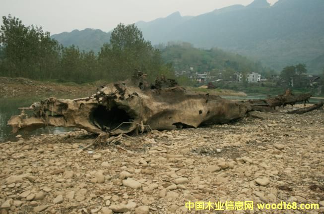 �c(di��n)���鿴��ľ��ǧ��ˮ��ľ���Ŵ�DƬ