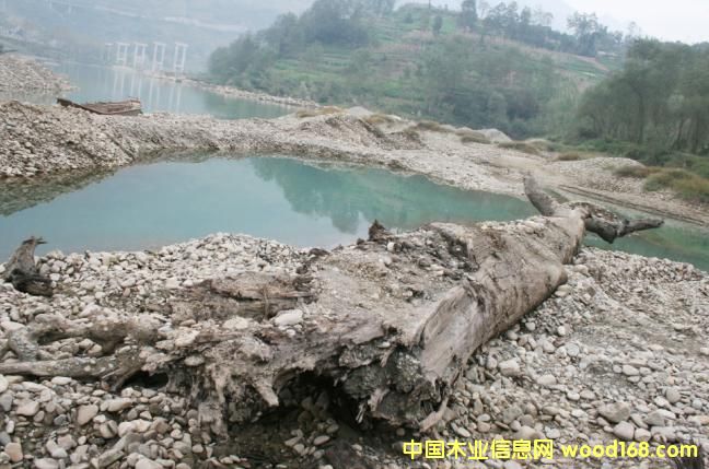 �c(di��n)���鿴��ľ��ǧ��ˮ��ľ���Ŵ�DƬ