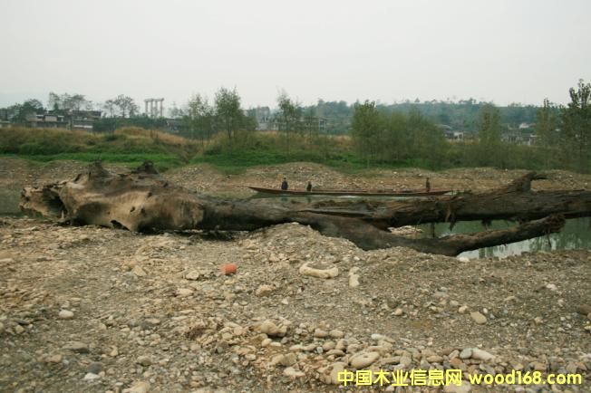 �c(di��n)���鿴��ľ��ǧ��ˮ��ľ���Ŵ�DƬ