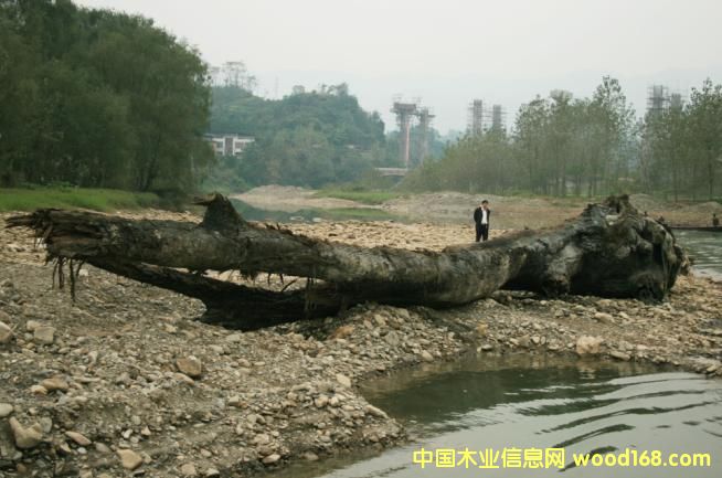 �c(di��n)���鿴��ľ��ǧ��ˮ��ľ���Ŵ�DƬ