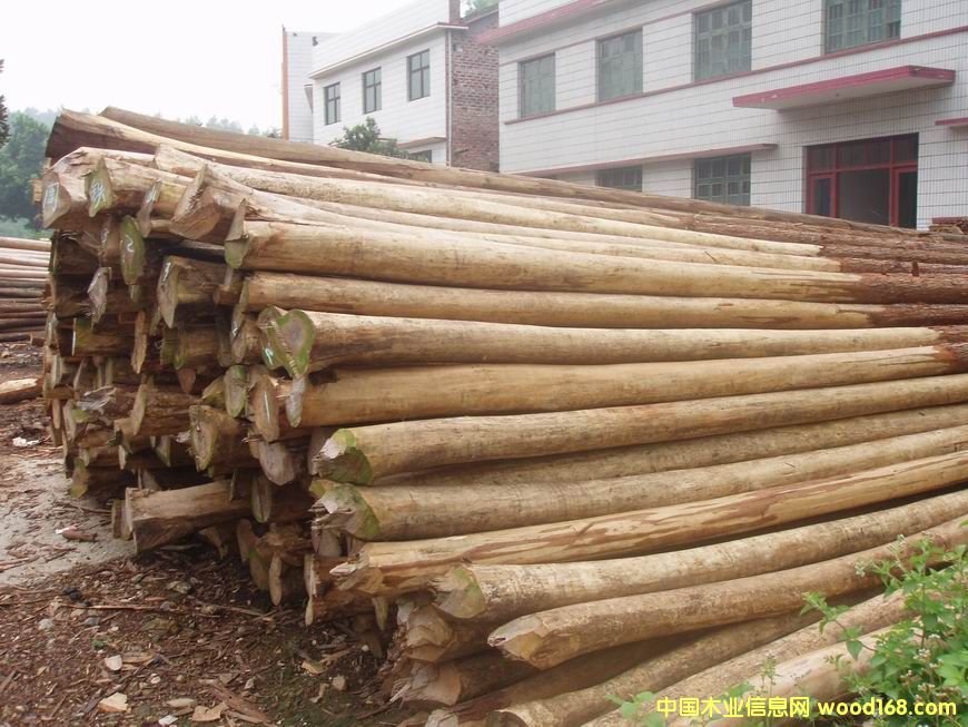 �c(di��n)���鿴ľ��1�Ŵ�DƬ