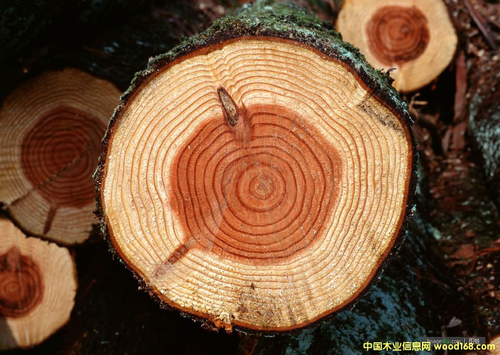 �c(di��n)���鿴ľ�ķŴ�DƬ