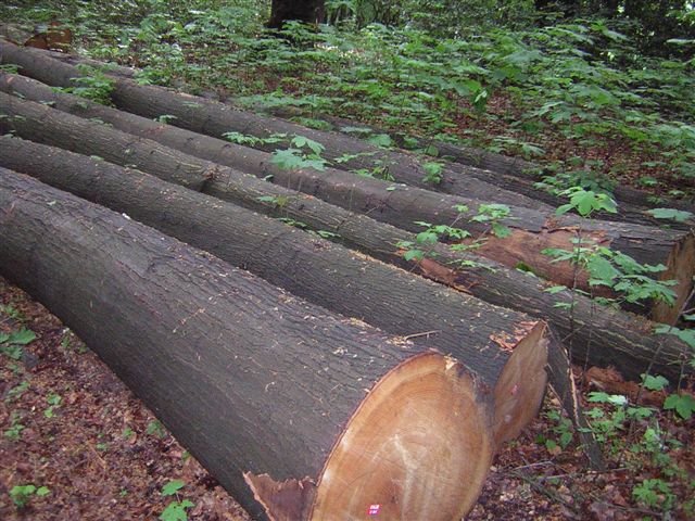 �c���鿴��ľԭľ�Ŵ�DƬ