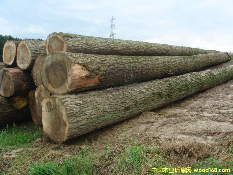 �c���鿴�W�ޗ�ľ�Ŵ�DƬ