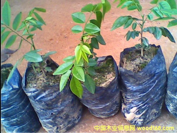 �c(di��n)���鿴��������-�S������3�Ŵ�DƬ