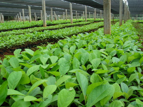 �c(di��n)���鿴��ľ�磨��(y��u)�|(zh��)�N���Ŵ�DƬ