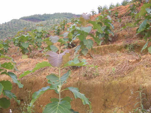 �c(di��n)���鿴��ľ�磨��(y��u)��Ʒ�N���Ŵ�DƬ