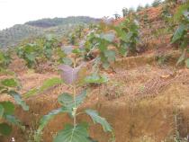 �c(di��n)���鿴��ľ�磨��(y��u)�|(zh��)�N�磩�Ŵ�DƬ