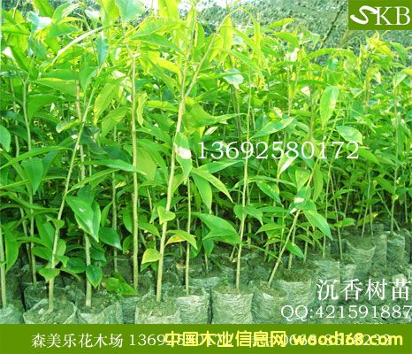 ����������ľ����