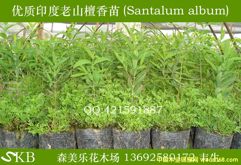 ̴�����̴������̴�����