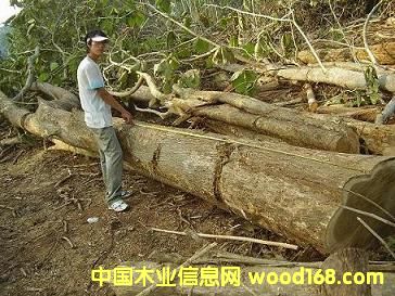 �c(di��n)���鿴����ԭľ���вķŴ�DƬ