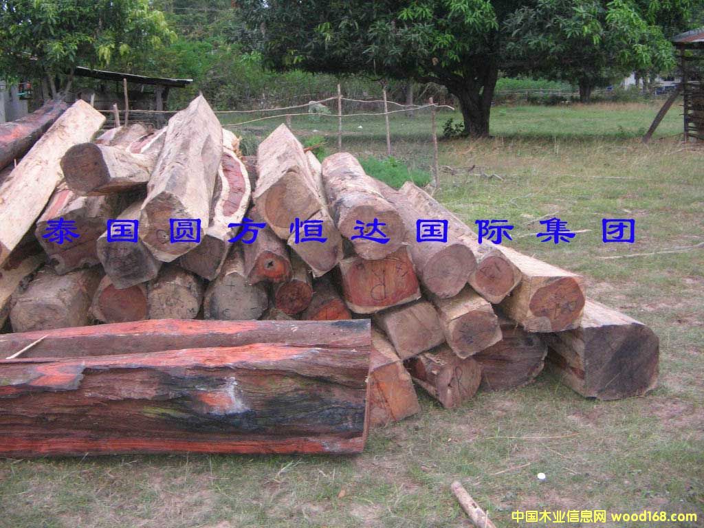 ��t��֦��Ԕ��(x��)��B