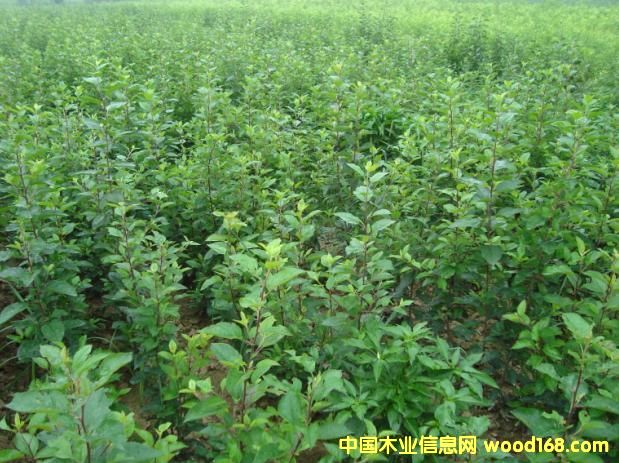 �c���鿴�O����Ŵ�DƬ