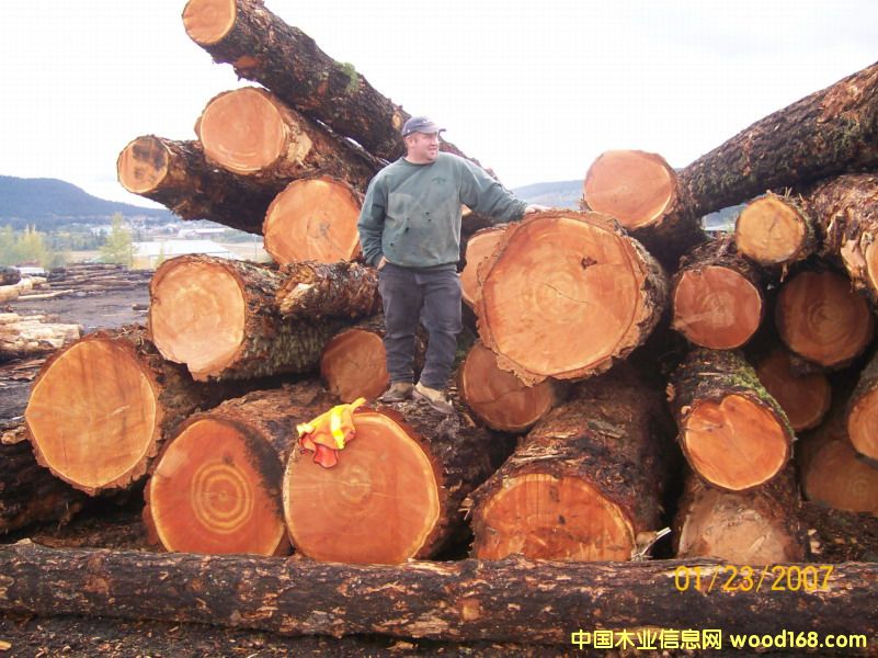 ���ô�ֱ��60�������ϻ�����ԭľ