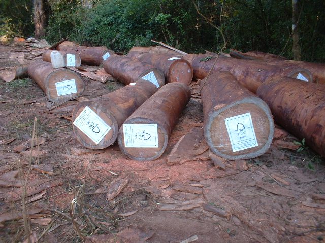 FSC�t��_001��Ԕ����B