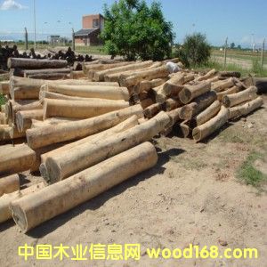 01�G̴��(Palo Santo)��Ƥԭľ��Ԕ����B