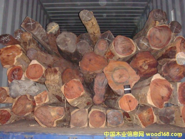 �c���鿴��t��֦�Ŵ�DƬ