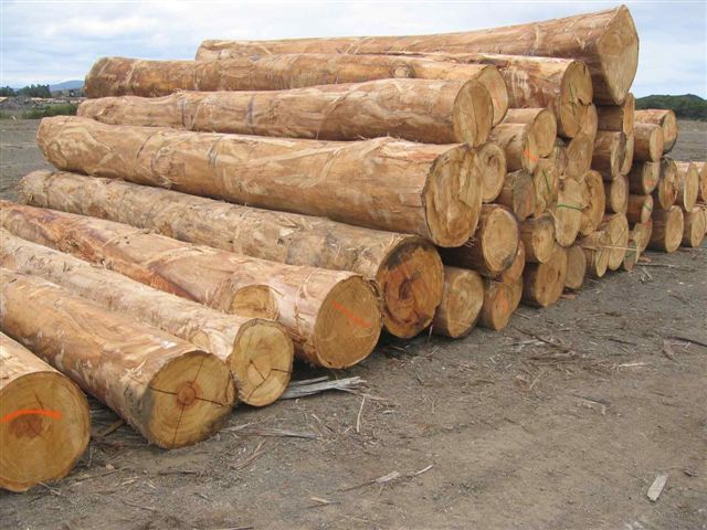 ������ľ�����骣�