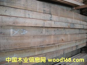 �ȼ�����EUCALYTUS GRANDISE��