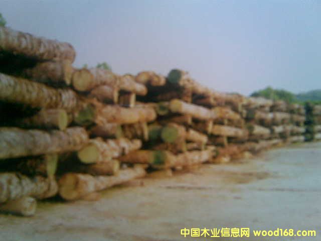 �c(di��n)���鿴ľ-ԭ����-δ�ӹ��Ŵ�DƬ