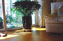 �c���鿴ɭ��֮�þ�����ľ�Ŵ�DƬ