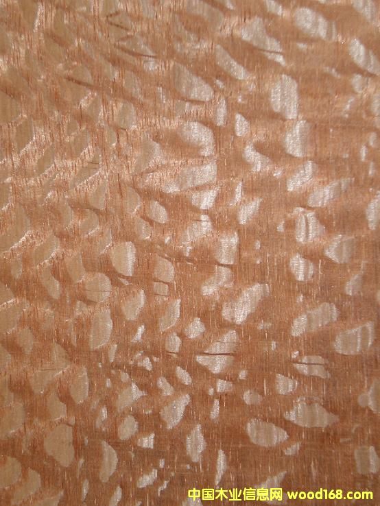 �c���鿴����ľƤ�Ŵ�DƬ