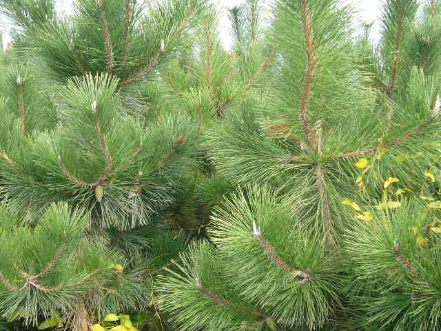 �c���鿴������ľ�Ŵ�DƬ