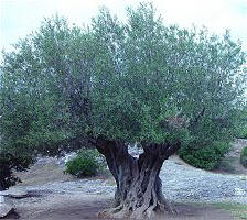 �c(di��n)���鿴�ϙ�ľ�Ŵ�DƬ