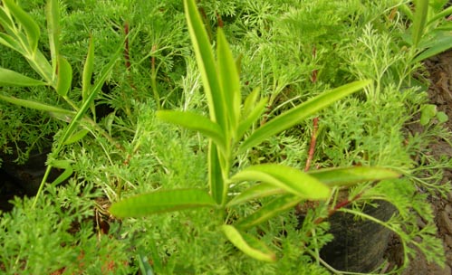 ̴���磬̴��Nֲ��̴��ľ/̴���