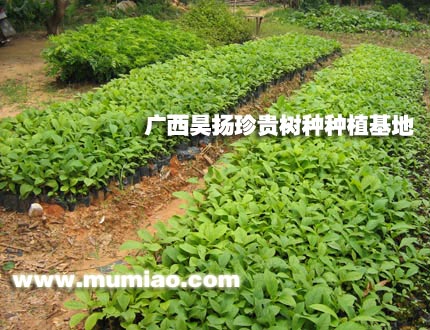 ��ľ�磬��ľ�Nֲ����ľ��