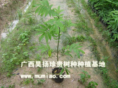 ������������Nֲ������ľ/�����