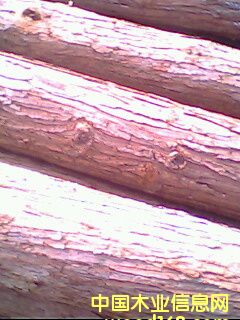 ɼԭľ��Ԕ��(x��)��B