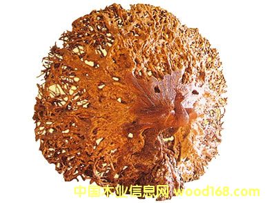 ������ľ��ˇƷ-��ȸ