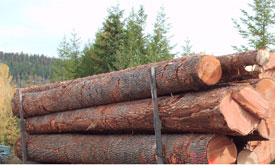 douglas��Ԕ��(x��)��B