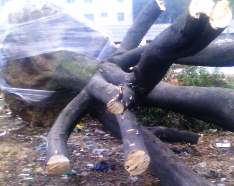 ���ǘ䣨�L(f��ng)���䣩