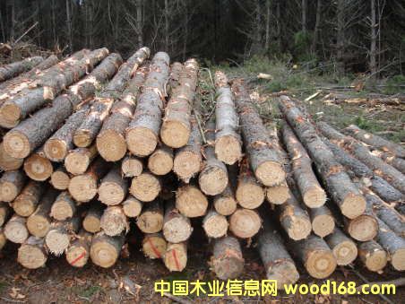 �����ă�(y��u)�|(zh��)Խ�����V����ľ����(y��ng)13097750139