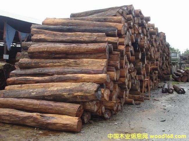 �c(di��n)���鿴������֦ľ�Ŵ�DƬ