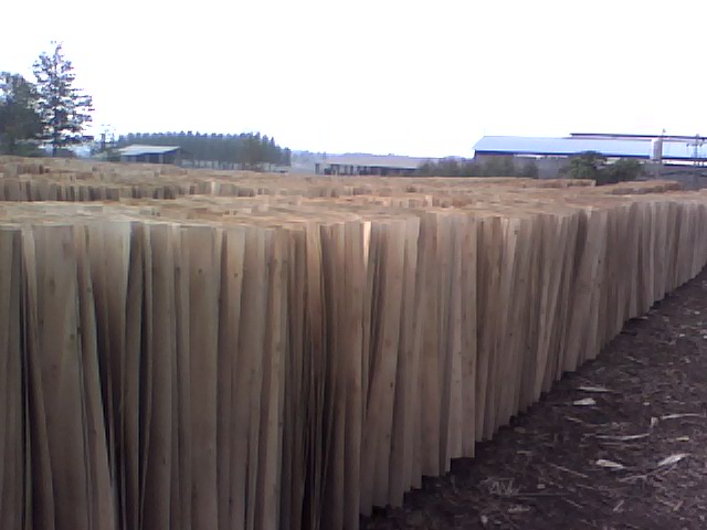 ��ľ�ΰ��Ԕ��(x��)��B